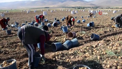 Kayısı diyarında patates hasadı başladı