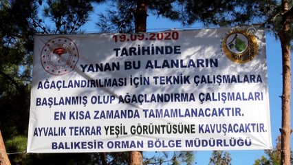 Ayvalık'ta yanan orman arazilerinde ağaçlandırma çalışmaları yapılacak - BALIKESİR