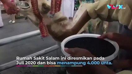 Bukti Cintanya Arab Pada Unta: RS Mewah Super Lengkap