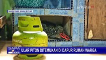 Bikin Geger! Ular Piton Ini Muncul di Dapur Rumah Warga