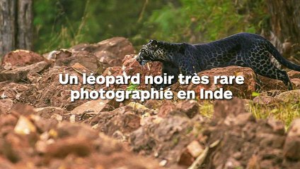 Un léopard noir très rare aperçu près d'une route