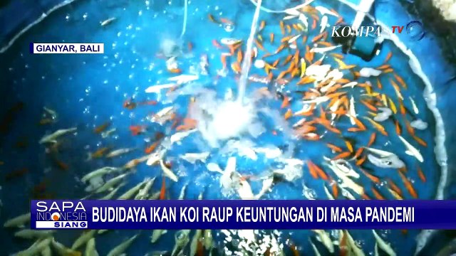 Raih Untung Berkali Lipat, Budidaya Ikan Koi Jadi Bisnis yang Menjanjikan di Tengah Pandemi