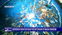 Raih Untung Berkali Lipat, Budidaya Ikan Koi Jadi Bisnis yang Menjanjikan di Tengah Pandemi