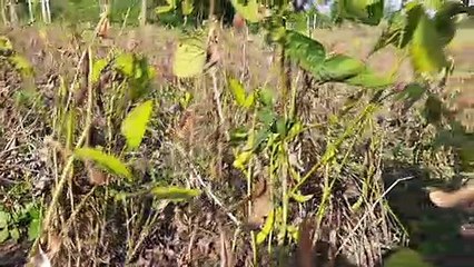 पिला मोजक व अफलन से फसले खराब 75% नुकसान किसान परेशान