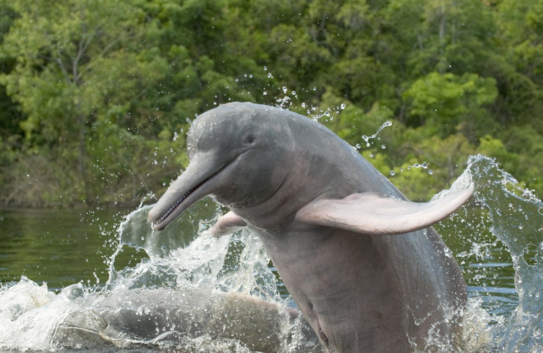 Fun Dolphin Facts