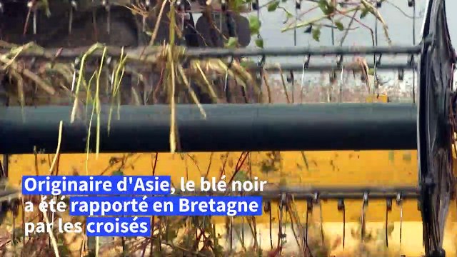 Autrefois mauvaise graine , le blé noir retrouve des couleurs