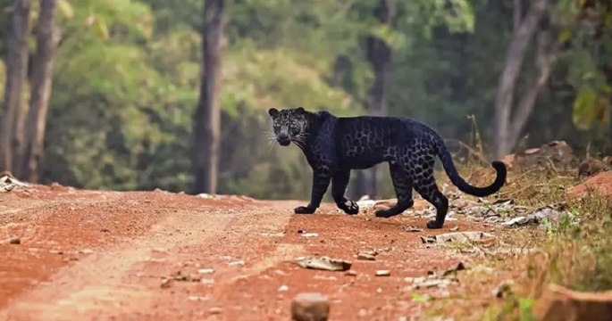 Un léopard noir rare a été pris en photo en train de chasser dans un parc national indien
