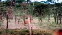 Cheetah attacks impala but baboon protect impala from cheetah