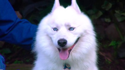 bd-enseñar-a-sus-cachorros-a-hacer-necesidades-en-un-solo-lugar-021020