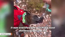Pit bull saved from drug house loves hiking with new dad