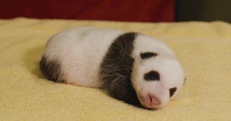 États-Unis : un zoo partage des images d'un bébé panda et fait fondre les internautes