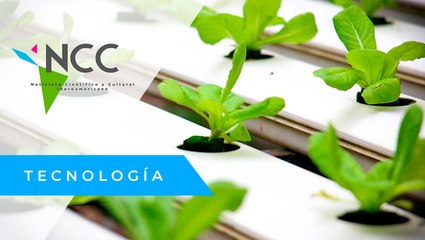 La hi­dro­po­nía como téc­ni­ca de agri­cul­tu­ra sus­ten­ta­ble del fu­tu­ro