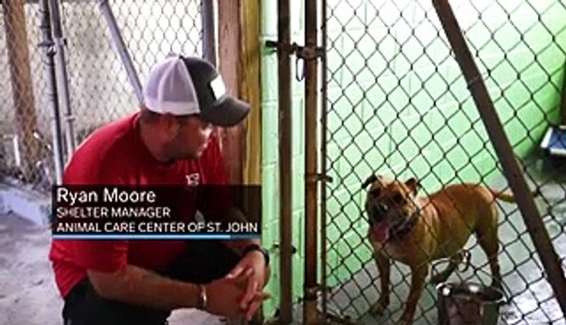 Overcrowded animal shelters in the US Virgin Islands are sending hundreds of dogs and cats to the continental US