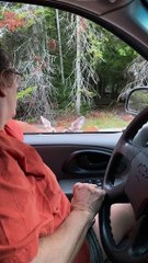 Encounters of the Deer Kind