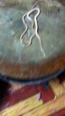 Giant Worm Pulled From Pig Intestine