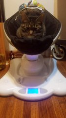 Tabby Tests Out Baby Swing