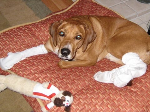 ODD! 5 weird life hacks you need to know to survive in Arizona - ABC15 Digital