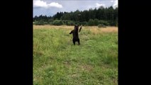 Cette ours chasse les drones