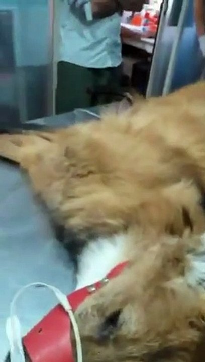Aguará Guazú refugiado en una veterinaria