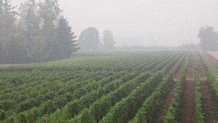 캘리포니아 와인 산지 비상...'2020 빈티지' 타격 우려 / YTN