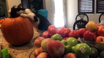 Cat Loves Cuddling with Pumpkin