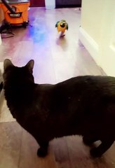 Macaw Gets Cat to Move