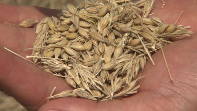 국산 쌀보리·수수, 비만·장 건강 효과 과학적 입증 / YTN