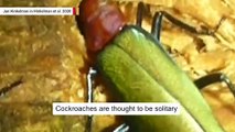 This cockroach species lives in groups with workers and queen