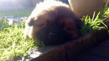 Puppies /Chow Chow - Dog Breed -  Ninja the Kung Fu Master : Baby Chow's / Puppies