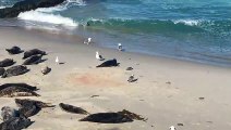Mama Seal Protects Newborn from Seagulls during First Swim