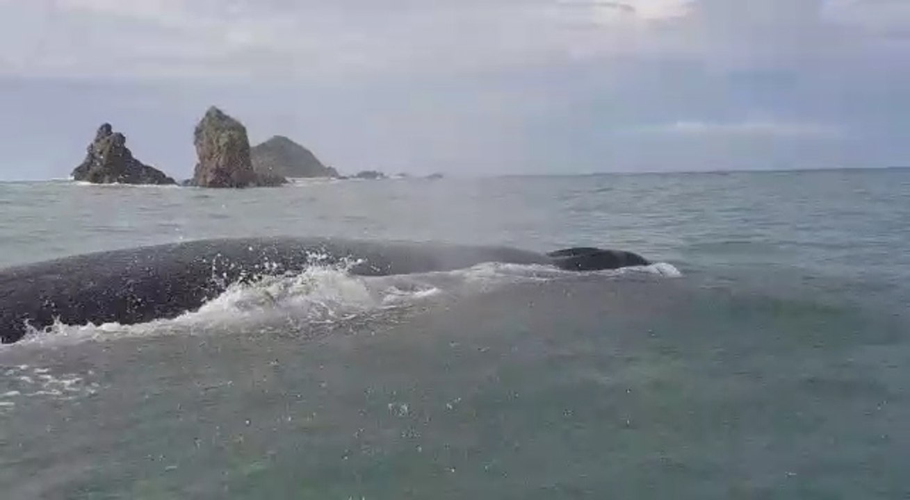 tn7-ballenas-021020