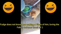 Dogs behaving Badly : Chow Chow Dog Breed - Fudge Chow Chow Behaving Badly Laundry :)