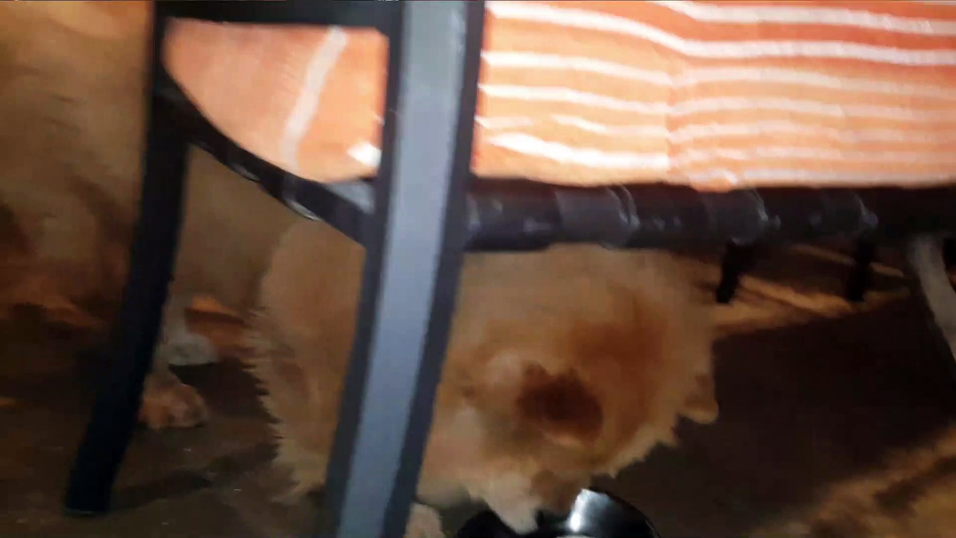 ⁣Pets / Dogs :CHOW CHOW - CHOW POW !!! BOYS - ICE CREAM