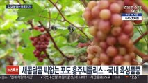 껍질째 먹는 신품종 포도 잇따라 출시…맛·영양 듬뿍