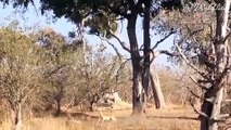 Cheetah loves baboons kid like her  child - lion attacks buffalo but hero buffalo release from lion - crocodile vs lion