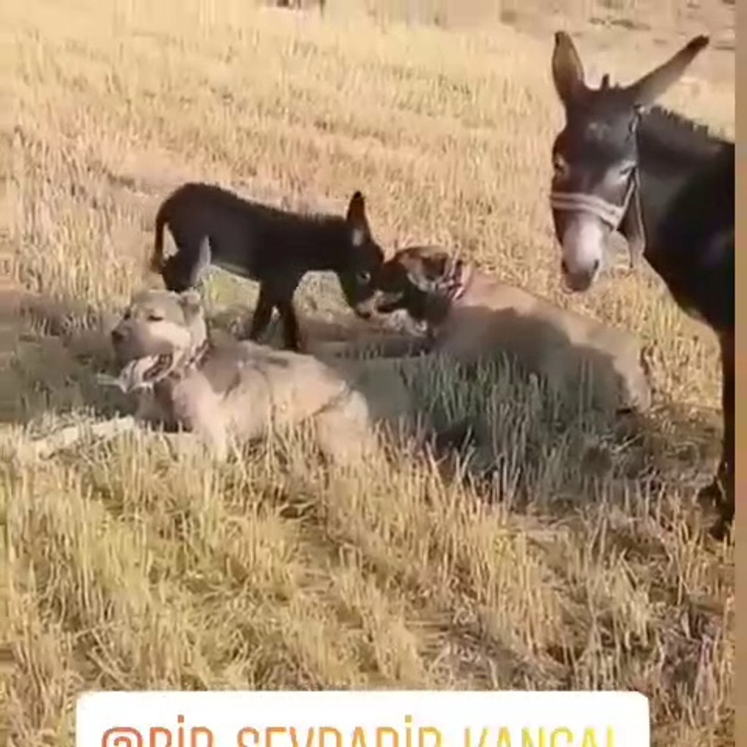 ⁣KANGAL KOPEKLERi ve ESEK YAVRUSU SIPA - KANGAL SHEPHERD DOGS and FOAL