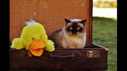 English Synonyms and Antonyms, Section 53: Racy to Record