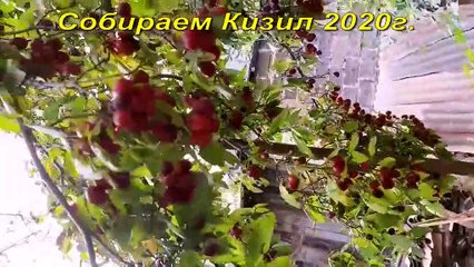 Варенье из Кизила в 4ре Этапа