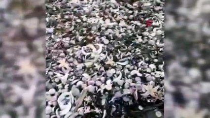 - Rusya'da milyonlarca deniz canlısı karaya vurdu