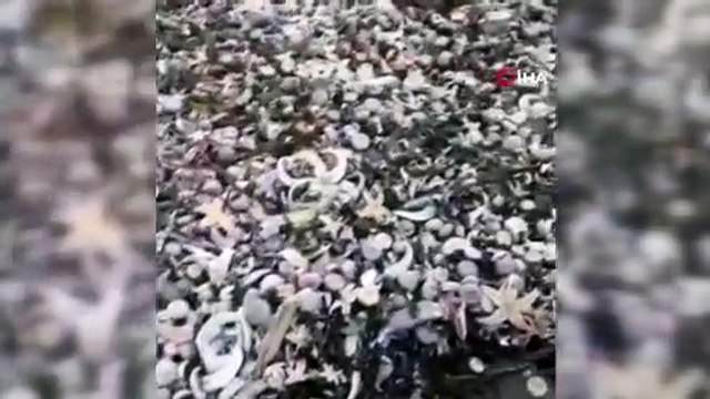 - Rusya'da milyonlarca deniz canlısı karaya vurdu