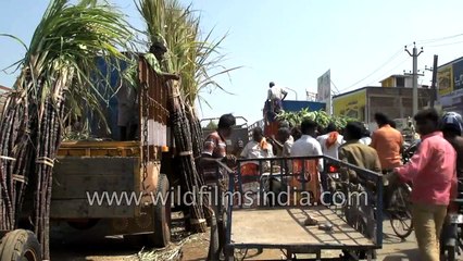 Shipping sugarcane in a car! - It happens only in India