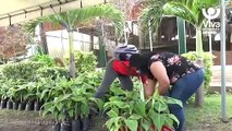 MEFCCA entrega 200 plantas de plátano a mujeres productoras de Managua