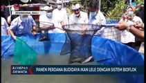 Panen Perdana Budidaya Ikan Lele Dengan Sistem Bioflok