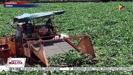 #SentroBalita | Pagtatanggal ng water hyacinths sa Pasig River, sinimulan na ng MMDA