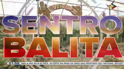 #SentroBalita | Iba't ibang uri ng cactus at succulents, ibinida sa La Trinidad, Benguet