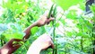 How to Grow Okra  | simple okra Recipes | Okra Nuggets | lady finger recipes