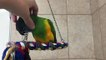 3 Cuddly Parrots Get Head Scratches