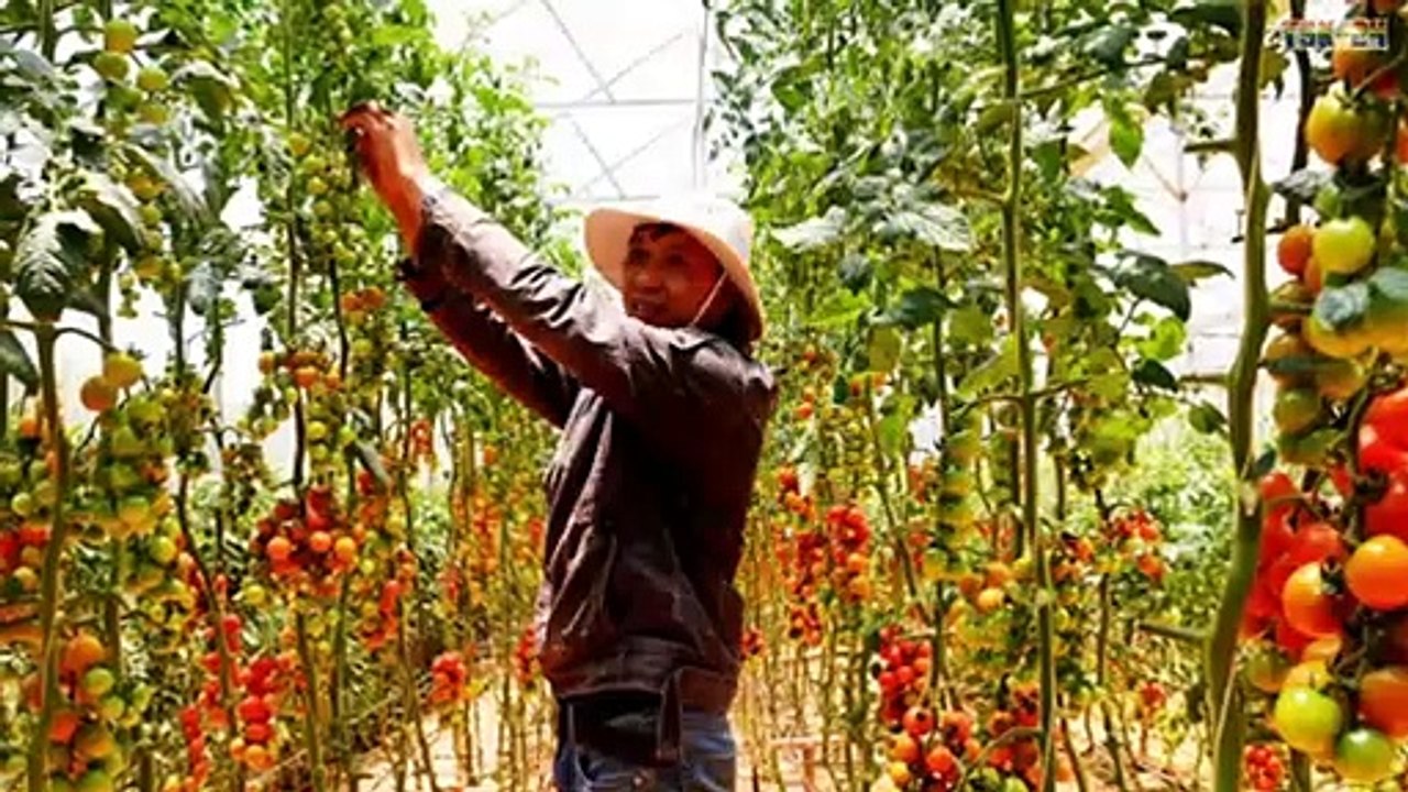 WOW! Amazing Agriculture Technology  - Tomato