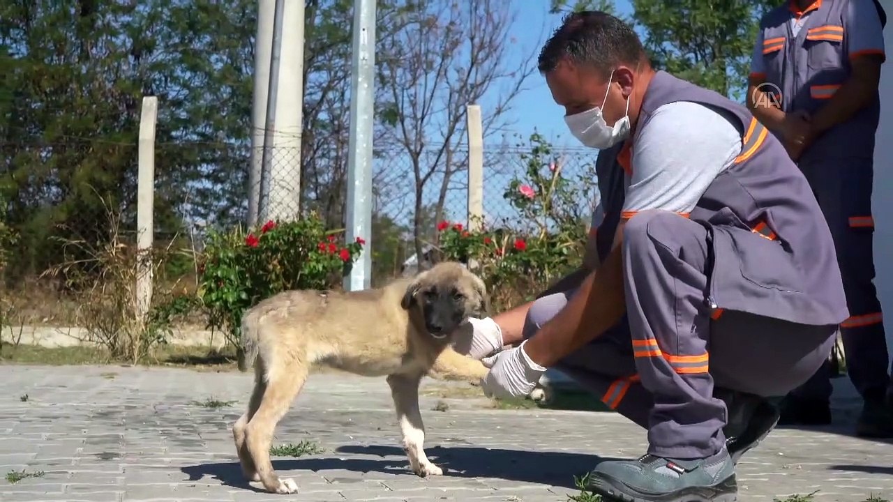 Yolda zifte bulanan köpek 'Şanslı' sağlığına kavuştu - KIRKLARELİ