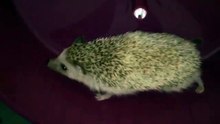 Pet Hedgehog Running in slo-mo